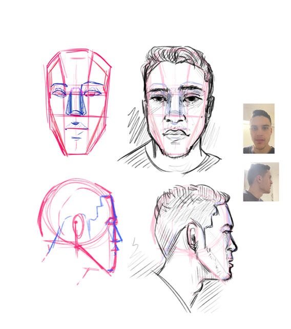 Anatomy Study